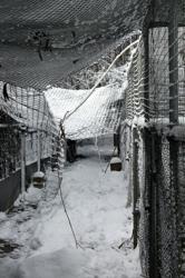 Snow damage at Sylvan Heights Waterfowl Park and breeding center, December 26-27 2010